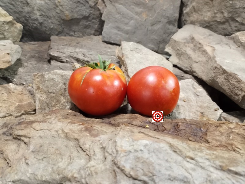 The Best Heirloom Tomato Livingstons Ideal Tomato Seeds Available Here.