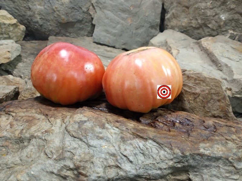 The Best Large Tomato Livingstons Giant Oxheart Tomato Seeds For Sale Here.