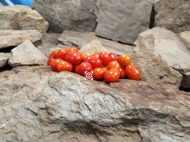 The Best Red Cherry Heirloom Tomato Livingstons Grape Tomato Seeds Available Here.