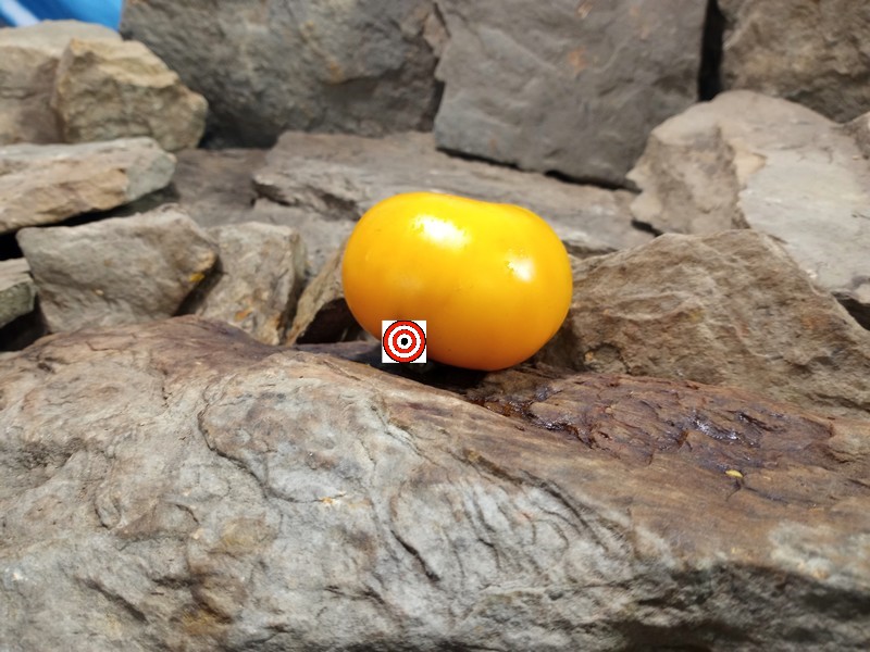 The Best Sandwich Tomato Limmony Tomato Seeds Available Here.