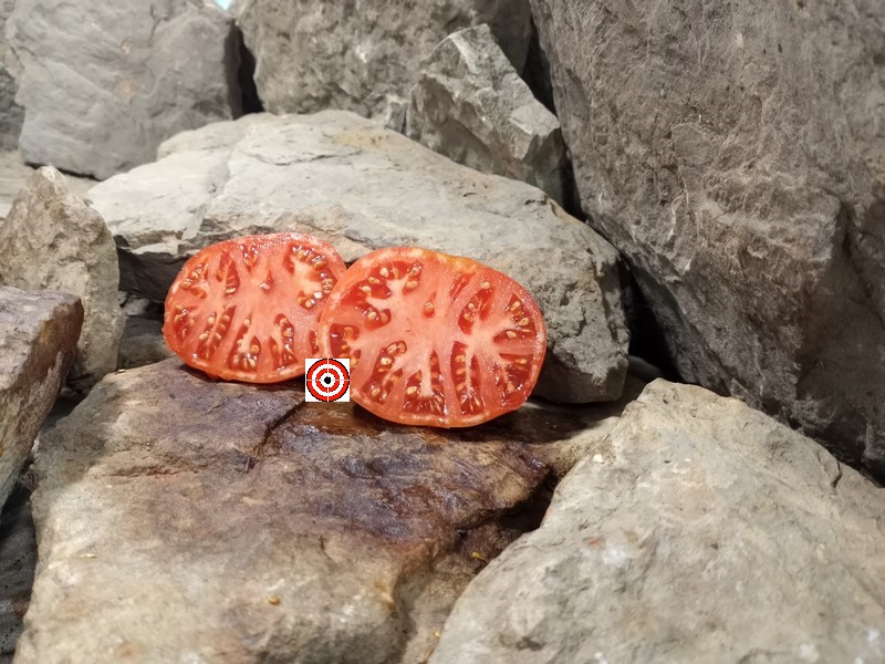 The Best Slicing Tomato Livingstons Magnus tomato Seeds Available Here.