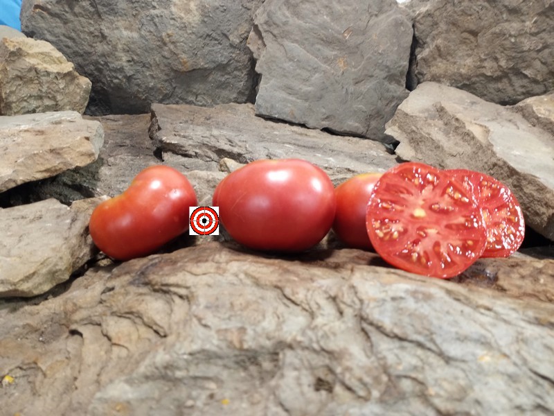 The Best Slicing Tomato Livingstons Rosy Morn Tomato Seeds Available Here.