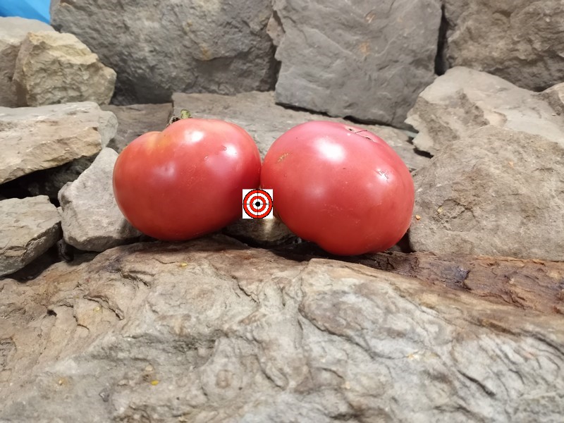 Marhios Livingstons Marvelous Tomato Seeds Available Here.