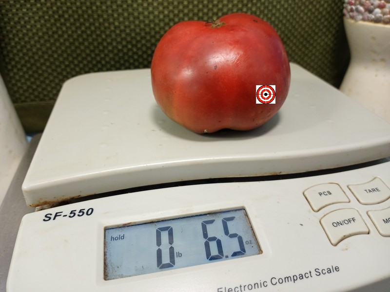 The Best Beefsteak Tomato Midnight In Moscow Tomato Seeds Available Here.