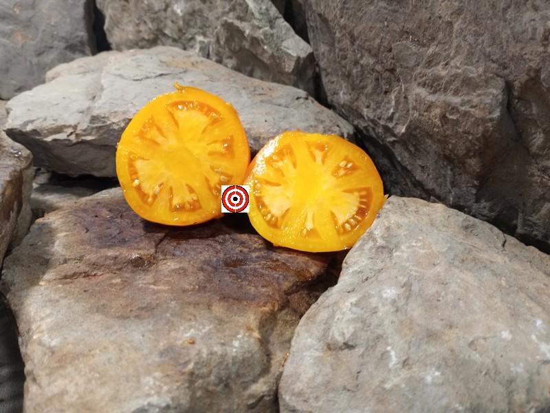 The Best Orange Tomato Moonglow Tomato Seeds Available Here.