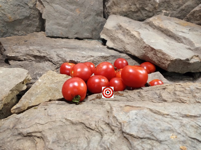 The Best Red Tomato Marz Pulcent Tomato Seeds Available Here.